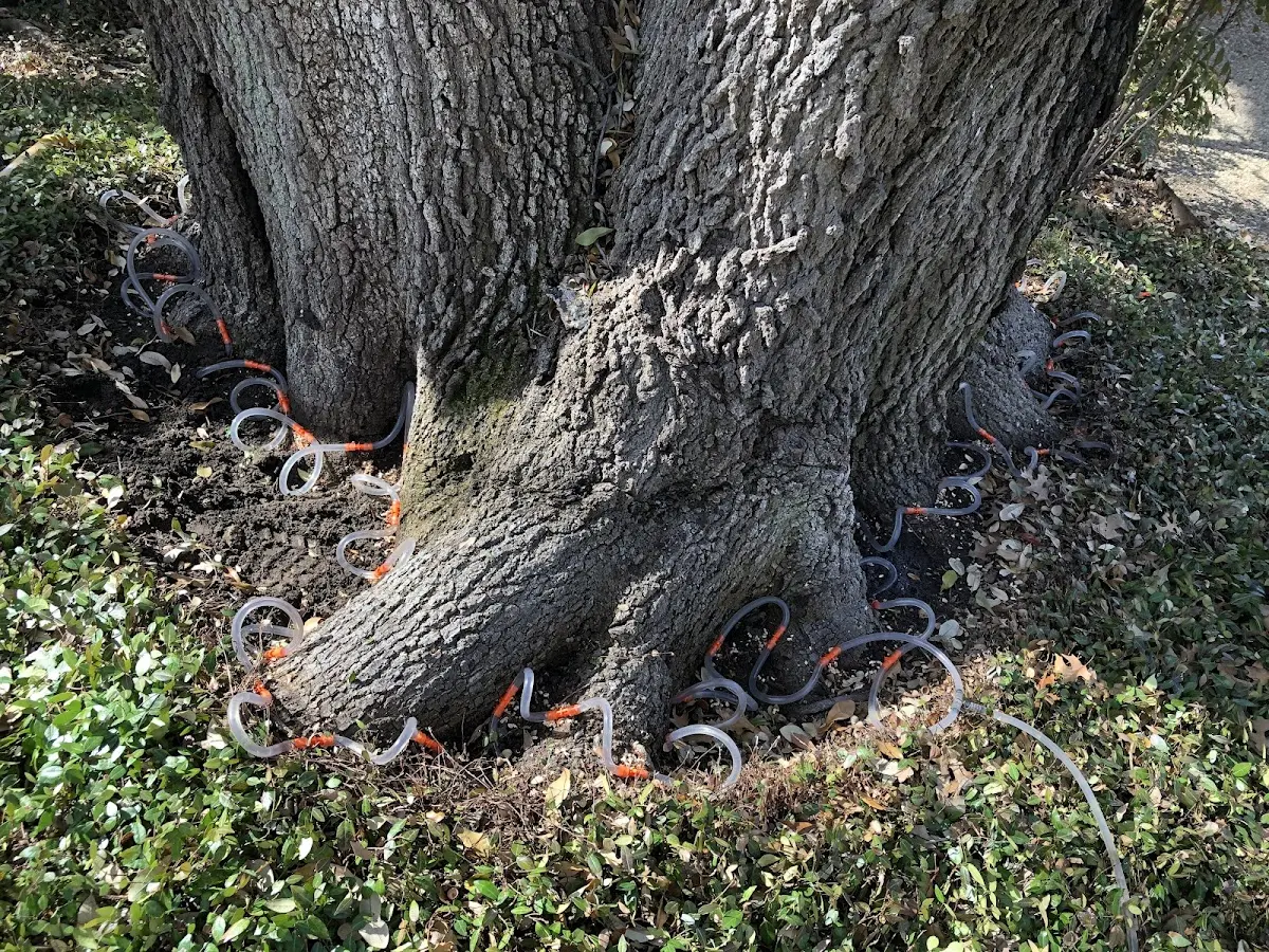 Detailed Tree Cabling and Bracing job site in Bellefonte