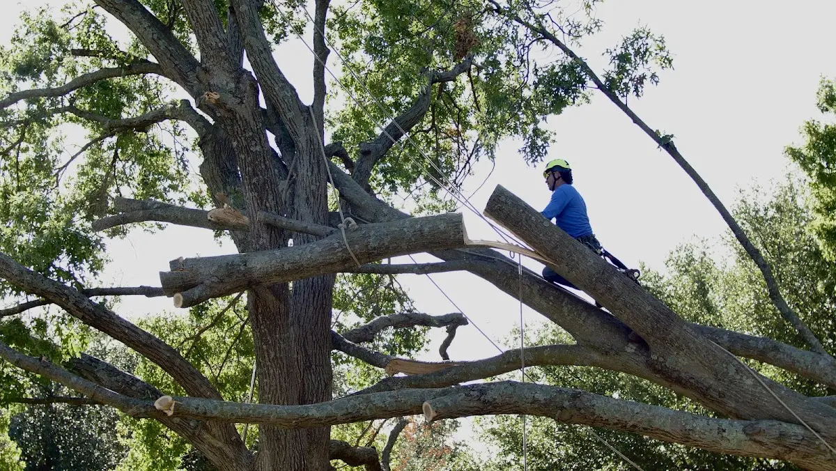 Professional Crown Thinning performed by certified arborists in Bellefonte